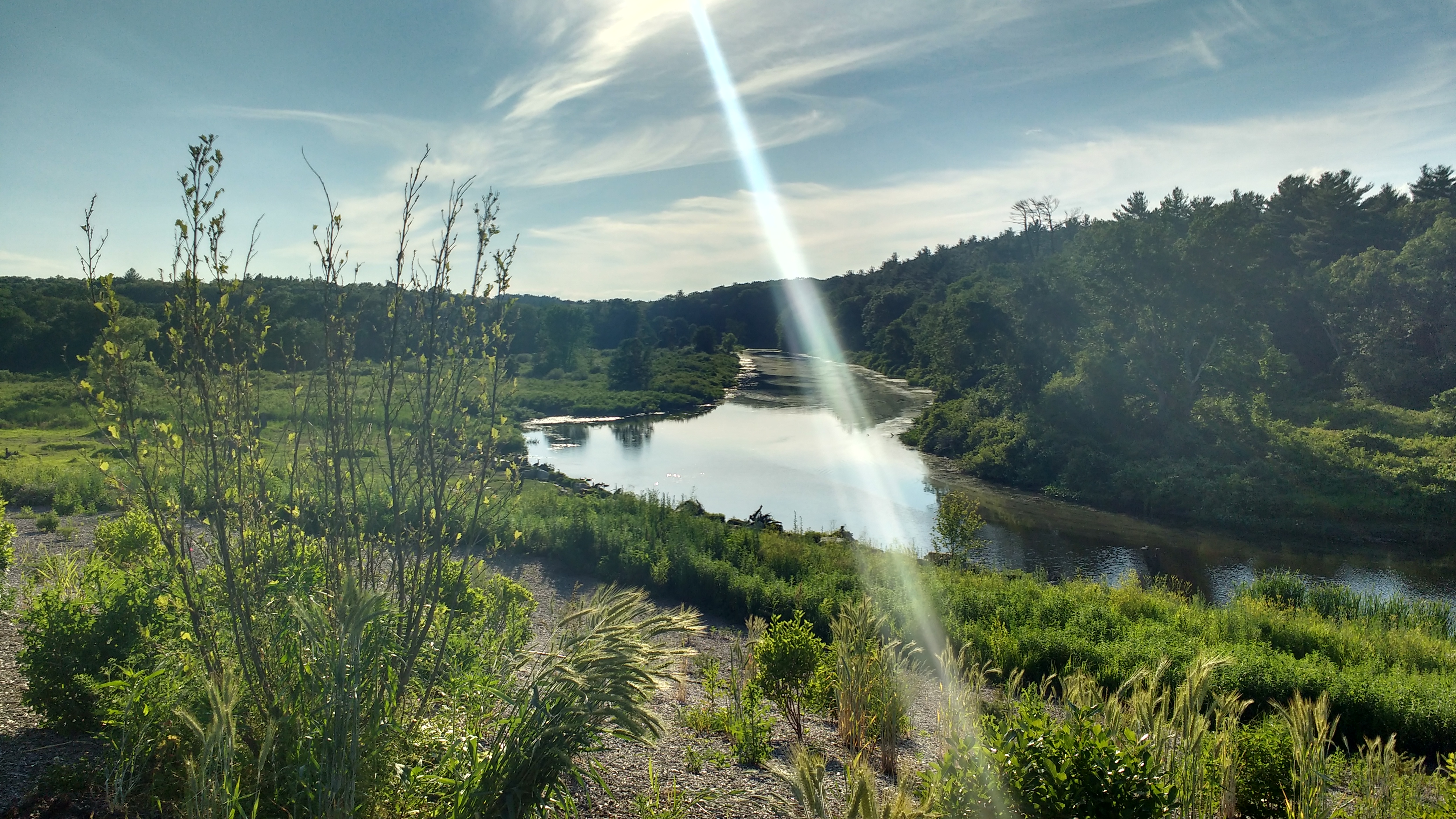 Charles River and adjacent wetlands area restored as part of the site remediation.  (Photo:  Lauren Konetzny)